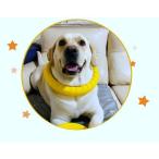 犬 犬用 おもちゃ 輪 リング 小型犬 中型犬 ペット ワンちゃん 散大型犬 遊び プレゼント ギフト 大人気 ストレス解消
