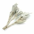 [ letter pack почтовый сервис плюс соответствует ]. сырье белый шалфей ( иметь машина культивирование ) сырой 10g