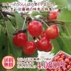 さくらんぼ 佐藤錦 バラ詰め 500ｇ 特秀品 (Ｌサイズ以上)【送料無料(※沖縄県・一部離島へのお届けの場合は別途送料が500円かかります)】【クール便対応】