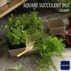 BOTANY SQUARE SUCCULENT POTbota колено квадратное sakyu Len to pot цветочный горшок природа .. Dulton DULTON