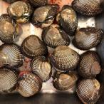　活赤貝 殻付き ５００g (約２-５個) アカガイ　同梱におすすめ