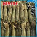 期間限定特売 シャコ 500g(約7〜12匹入り)