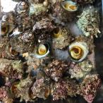 国産 浜焼きセット約2人前セット (特大活はまぐり2個（1個約150-200ｇ前後）＋活ほたて２枚+活サザエ6個(1個70-150ｇ前後)) さざえ はまぐり ほたて