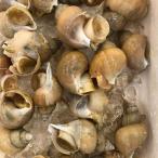 同梱にオススメ品 活 殻付 磯ツブ貝 小または中１00g以上(約１-５粒前後)  つぶがい 粒貝　北海道産 お試し