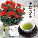 母の日 プレゼント ギフト 花 カーネーション レッド 鉢植え 5号 と 最高位茶匠銘茶 お茶 セット 写真付き カード   おしゃれ 母の日　花と飲み物　(HSE)