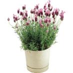 ラベンダー 鉢植えの人気商品 通販 価格比較 価格 Com