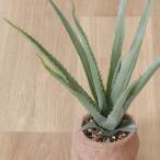  декоративное растение алоэ горшок имеется цемент pot человеческий труд декоративное растение искусственная зелень настольный Mini зеленый маленький размер интерьер модный подарок День матери бесплатная доставка 80SX* алоэ 