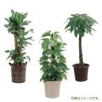 お花屋さんがお届け!観葉植物 インテリア ギフト プレゼント お祝い 開店 観葉植物(おまかせ)