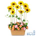 夏の花贈り・お中元・暑中見舞い お祝い 記念日 開店 ひまわりのモダンアレンジメント