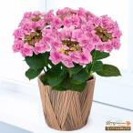 【母の日 産直花鉢植え】花キューピット【日付指定可】 母 祖母 プレゼント 母の日 あじさいの鉢植え フェアリーアイ