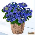 【母の日 産直花鉢植え】花キューピット【日付指定可】 母 祖母 プレゼント 母の日 あじさいの鉢植え ヒミコ（青）