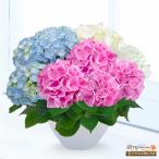 【母の日 産直花鉢植え】花キューピット【日付指定可】 母 祖母 プレゼント 母の日 あじさいの鉢植え 3色寄せ植え（青・白・ピンク）