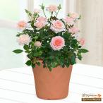 【母の日 産直花鉢植え】花キューピット【日付指定可】 母 祖母 プレゼント 母の日 バラの鉢植え レディメイアンディナ