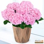 【母の日 産直花鉢植え】花キューピット【日付指定可】 母 祖母 プレゼント 母の日 あじさいの鉢植え フロレンティーナ（ピンク）