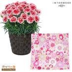 【母の日 産直花鉢植え】花キューピット【日付指定可】 母 祖母 プレゼント カーネーションの鉢植え いちごホイップと【リバティプリント】ガーゼミニハンカチ