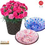 【母の日 産直花鉢植え】花キューピット【日付指定可】 母 祖母 プレゼント カーネーションの鉢植え（ピンク）と【津軽びいどろ】色色豆皿 2枚セット
