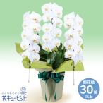 【喪中見舞い・冬のお供え】花キューピット 花 お悔やみ 仏花 お供え胡蝶蘭　3本立（開花輪白30以上）