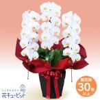 【お正月】花キューピット 花 新年 賀正 年賀 正月飾り 玄関 巳年 迎春 胡蝶蘭　3本立（開花輪白30以上）赤系ラッピング