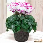 【ウィンター　産直ギフト】花キューピット飾り花 プレゼント お歳暮 記念日シクラメン ビクトリア