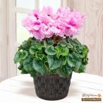 【ウィンター　産直ギフト】花キューピット飾り花 プレゼント お歳暮 記念日シクラメン ファルバラローズ