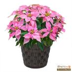 【ウィンター　産直ギフト】花キューピット 飾り花 プレゼント お歳暮 記念日 プリンセチア ピンクホワイト