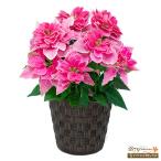 【ウィンター　産直ギフト】花キューピット 飾り花 プレゼント お歳暮 記念日 プリンセチア ローザ