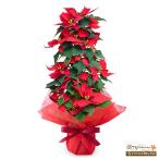 【ウィンター　産直ギフト】花キュ