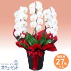 【お祝い】花キューピット 敬老の日 誕生日 記念日 結婚祝い 歓送迎 還暦 開店開業 卒業入学 生花 胡蝶蘭　3本立（開花輪白27以上）赤系ラッピング