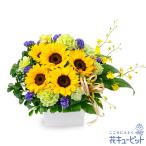 【お祝い】花キューピット 誕生日 記念日 結婚祝い 就職退職 歓送迎 還暦 開店開業 卒業入学 生花 ひまわりのナチュラルなキューブアレンジメント