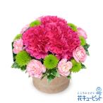 【お祝い返し】花キューピット 花 ギフト お祝い プレゼント お礼 記念日 感謝 お返し ピンクカーネーションのミニポットアレンジメント