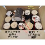 KM1box オオクワガタ産卵木 クヌギ（13~17本）