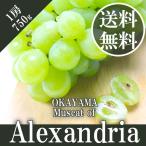 2025 ギフト マスカット オブ アレキサンドリア 秀品 750g 1房 岡山県産 葡萄 ぶどう ブドウ ギフト 父の日 御中元 プレゼント 御礼 御祝 御供 果物 フルーツ