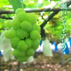 瀬戸ジャイアンツ 贈答用 1房 600g 種無し皮ごと ブドウ 葡萄 ぶどう ギフト 敬老の日 送料無料