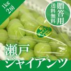 瀬戸ジャイアンツ 2房 500g×2 贈答用 ぶどう ブドウ 葡萄 ギフト 送料無料 9月上旬よりご注文順に発送