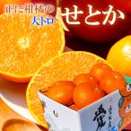 せとか 青秀 約2.2kg 大きさお任せ 贈答用 愛媛県 中島産 みかん JAえひめ中央 ミカン ギフト プレゼント 御礼 御祝 御供 果物 くだもの フルーツ