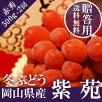 2025 подарок Okayama префектура производство фиолетовый .2.(500g×2).. для . лет . виноград виноград подарок ... праздник .. фрукты .. было использовано фрукты 