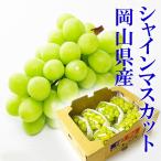 2025 Okayama префектура производство автомобиль in мускат .. super товар 5kg(5~10.) простой упаковка . для бытового использования царапина * маленький шарик * шарик выпадение и т.п. доступный товар виноград фрукты 