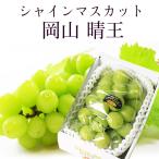 ショッピングシャインマスカット 2024 ギフト 岡山県産 シャインマスカット 晴王 赤秀品 1房500g 贈答用 御中元 葡萄 ぶどう ブドウ プレゼント 御礼 御祝 御供 果物 フルーツ