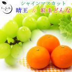 2024 御歳暮 ギフト 紅まどんな3玉 & シャインマスカット 晴王 1房500g セット 贈答用 御歳暮 紅マドンナ 葡萄 プレゼント 御礼 御祝 御供 果物 フルーツ