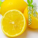 国産レモン 訳あり1kg 簡易包装 スレ傷ヤケ有り 市場から直送 安心 安全 ノーワックス 防腐剤不使用(減農薬)蜂蜜漬け 塩レモン レモネード