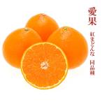 2024 訳あり あいか ( 紅まどんな 同品種) 2.3kg 家庭用 大きさお任せ 中島産 みかん ミカン 蜜柑 愛媛県産 紅マドンナ 果物 フルーツ