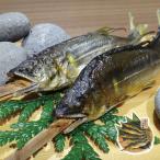 世界農業遺産認定清流長良川天然鮎塩...