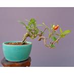 ( АО ) один .... нет shohin bonsai |..5 год 