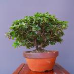 ( АО ) один .......[.... вид ] shohin bonsai |..10 год 