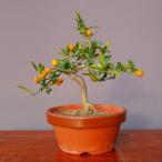 ( АО ) один ..... shohin bonsai |..7 год 