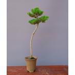 ( АО ) один .. тысяч . круг средний товар бонсай |..12 год 