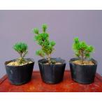 ( АО ) один ..... лист сосна 3 шт. комплект shohin bonsai |..4 год 