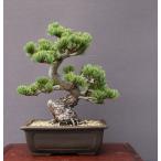 （株）一樹園　　宮島五葉松　　中品盆栽／樹齢30年