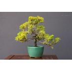 ( АО ) один .. желтый золотой подлинный Kashiwa shohin bonsai |..10 год 