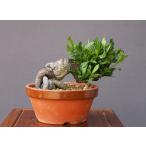 ( АО ) один .... нет shohin bonsai |..15 год 